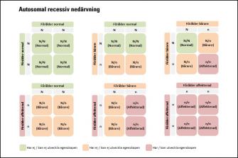 <p>Korsningsschema autosomal recessiv nedärvning</p>
