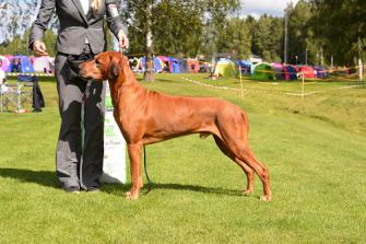 <p>Championklass hanar: DK UCH NORD UCH SE UCH NO UCH Ridgebow’s Utah Of Wasco (CK, BHKL1, BIR)</p>
