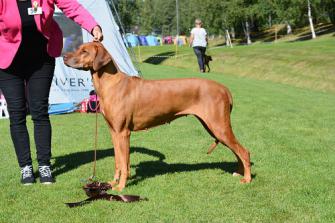 <p>Bästa levernos: Evergrace Reliable Radya</p>
