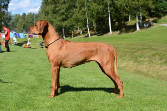 <p>Veteranklass tikar: SE UCH Emoyeni’s Ice Age Abidemi (CK, BIR Veteran)</p>
