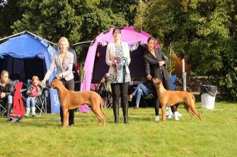 <p>BIR Mönstring: Ridgebow’s Alpha Gruis<br />
BIM Mönstring: Evergraces Kandy Crush Stella</p>
