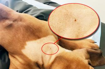 <p>En icke infekterad dermoid sinus i nacken på valp före operation. Pälsen har rakats bort i ett område runt sinusen.</p>
